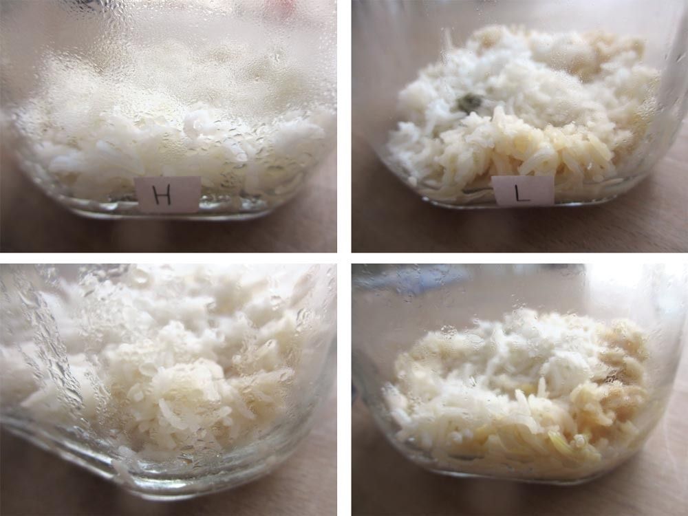 Rice jar experiment the result Magical Daydream